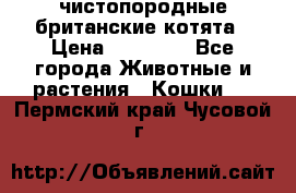 чистопородные британские котята › Цена ­ 10 000 - Все города Животные и растения » Кошки   . Пермский край,Чусовой г.